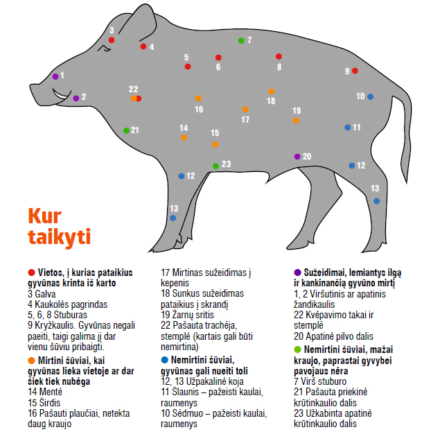 Kur taikyti į šerną